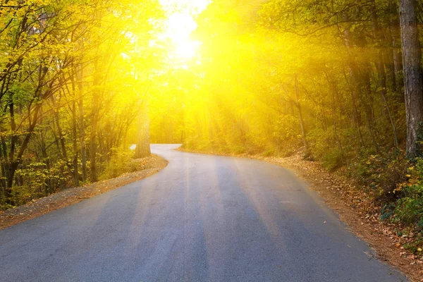 Асфальтовая дорога в лесу в лучах сияющего солнца — стоковое фото