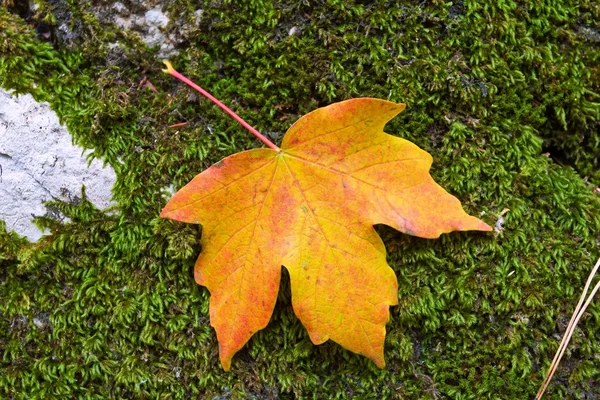 Jesień liść klonu na zielony mech — Zdjęcie stockowe