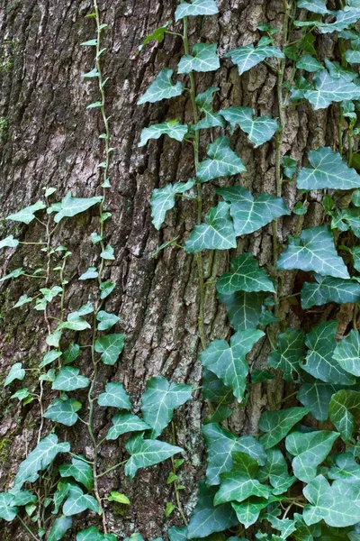 Canna dell'albero di primo piano vestita in un'edera — Foto Stock