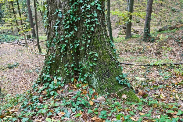 Barril de árvore vestido com uma hera — Fotografia de Stock