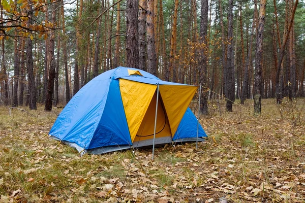 Blå turistiska tält i en höst skog — Stockfoto