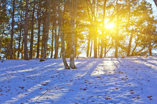 Zimowy Las w promienie słońca — Zdjęcie stockowe