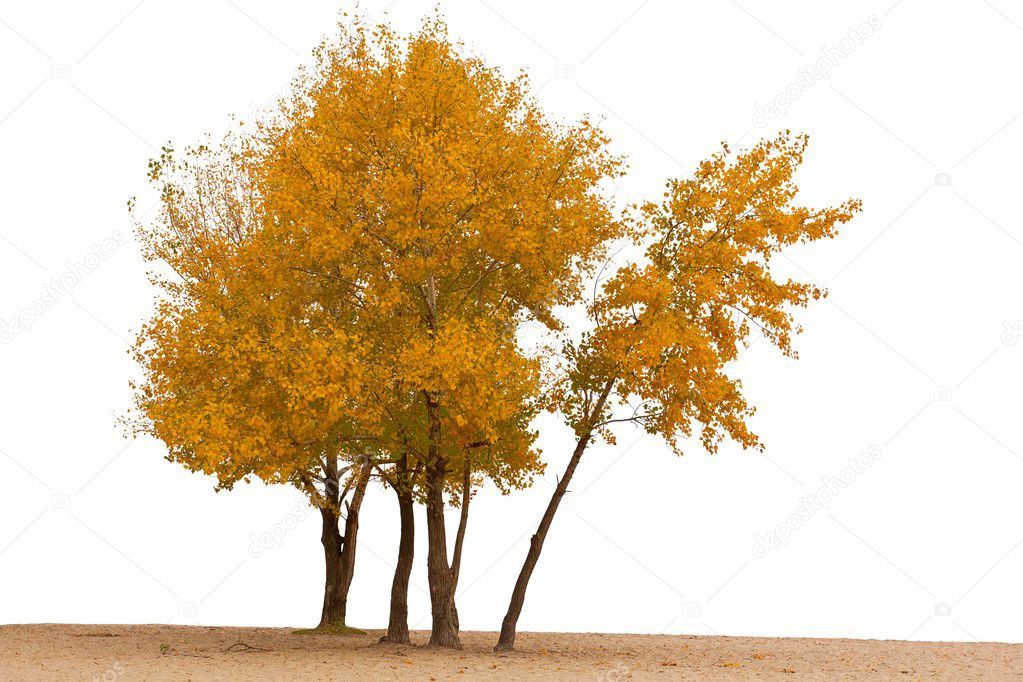 Red autumn tree on a white background