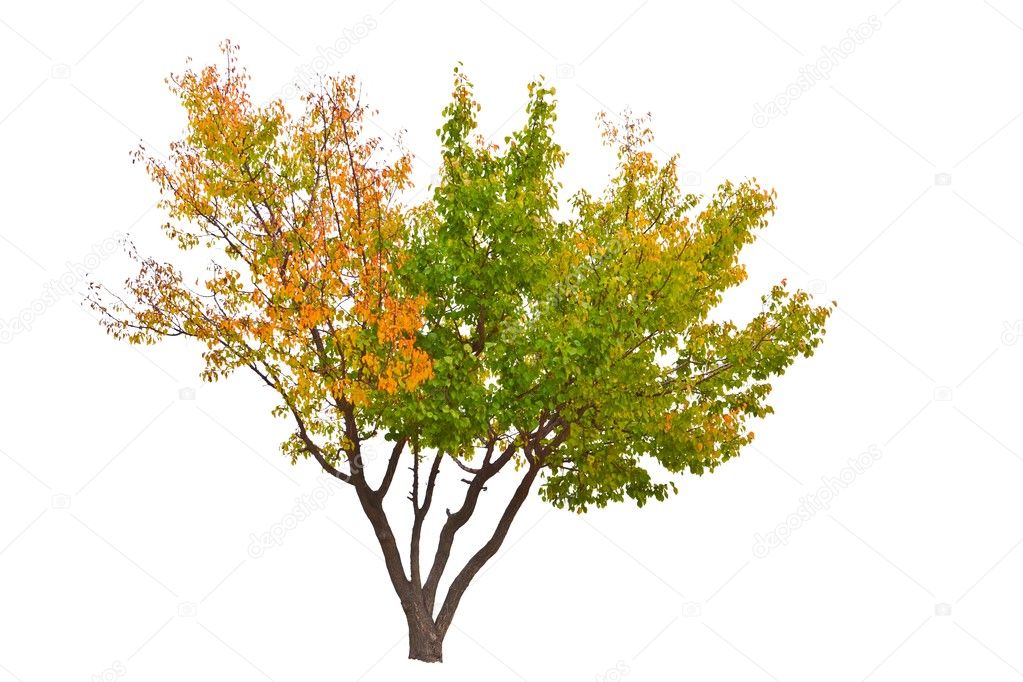Autumn tree isolated on a white background