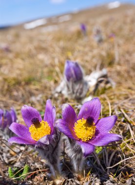 Beautiful violet flowers in a grass