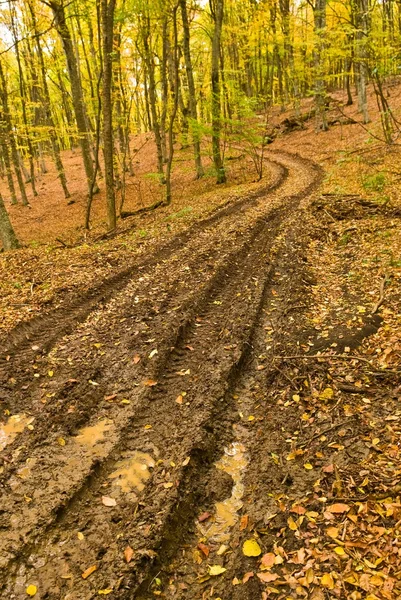 Sonbahar ormanda kirli yol — Stok fotoğraf