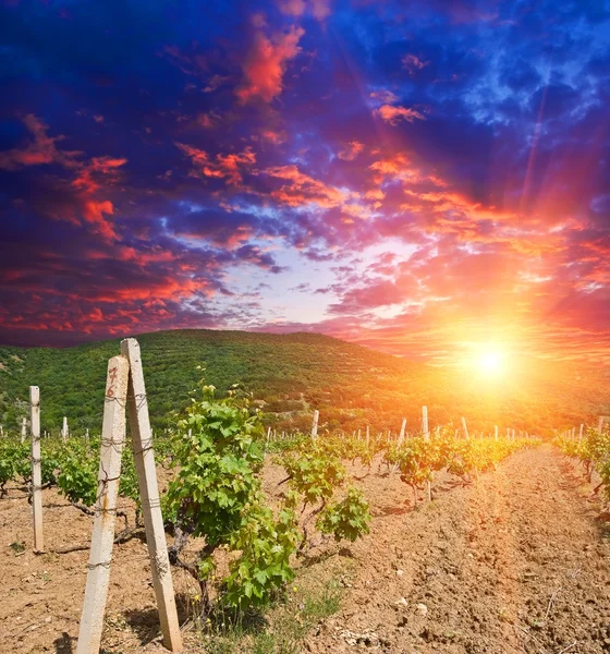Vineyard at the sunset — Stock Photo, Image