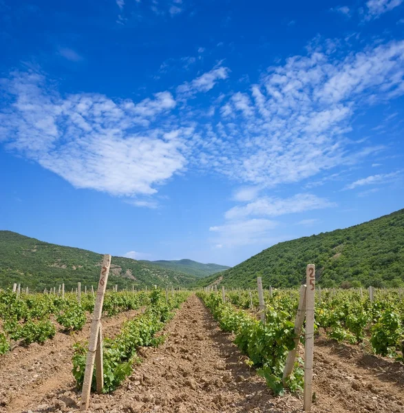 Vineyard in a mountain valley — Stock Photo, Image