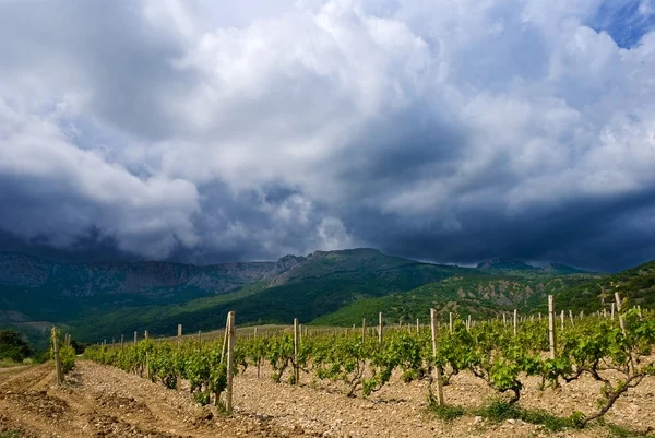 Vineyard under dense clouds — Stock Photo, Image