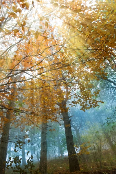 Güneş ışınlarının sonbahar ormanda — Stok fotoğraf