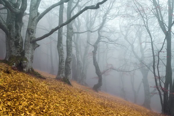 神秘的森林 — 图库照片