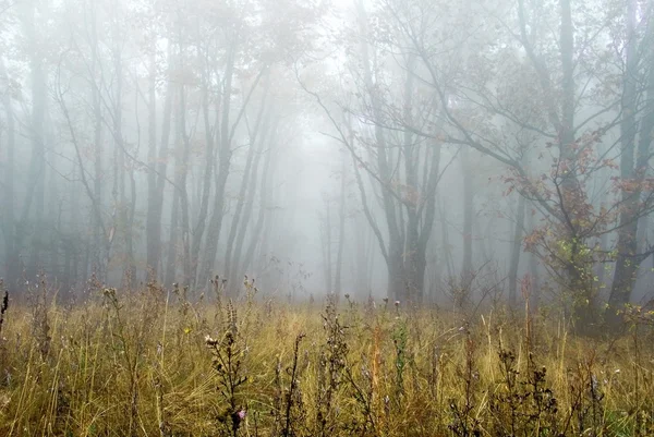 Ochtend herfst bos — Stockfoto