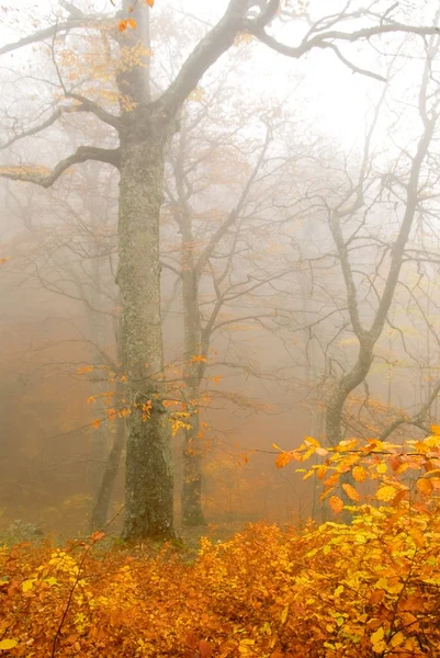 Floresta de outono — Fotografia de Stock