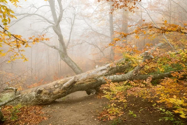 Μυστικιστής δάσος — Φωτογραφία Αρχείου