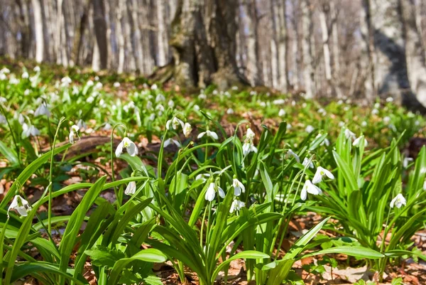 Forest glade with snowdrops — Stock Photo, Image
