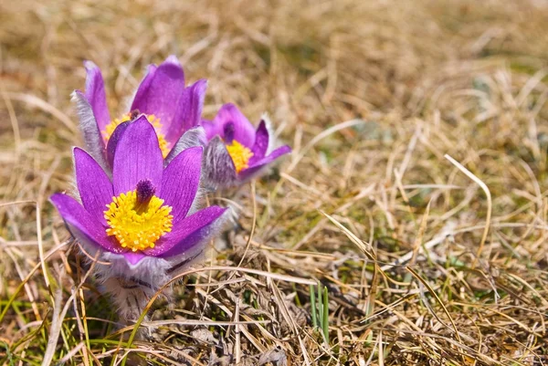 Veilchenfrühlingsblume — Stockfoto