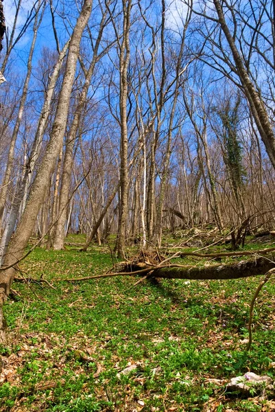春のブナの森林 — ストック写真