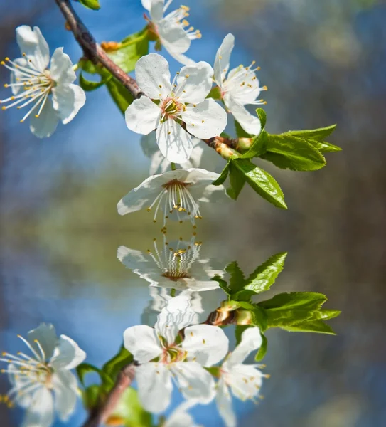 Apple blossom reflected in a water — Stock Photo, Image