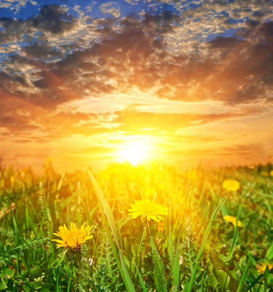 stock image Yellow dandelions in a rays of evening sun