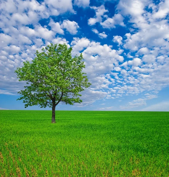 Ensamt träd bland en gröna fält — Stockfoto