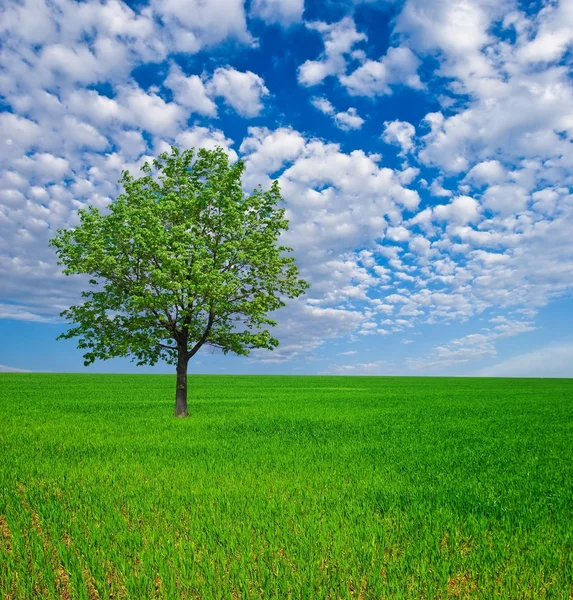 Stock image Alone tree among a green fields