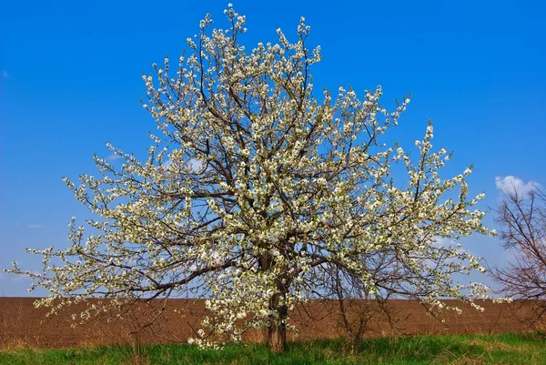 リンゴの木が咲いて — ストック写真
