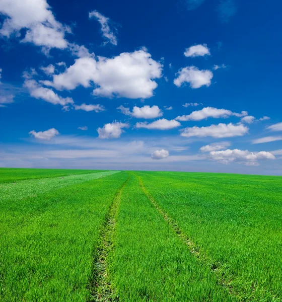 Groene lente veld — Stockfoto