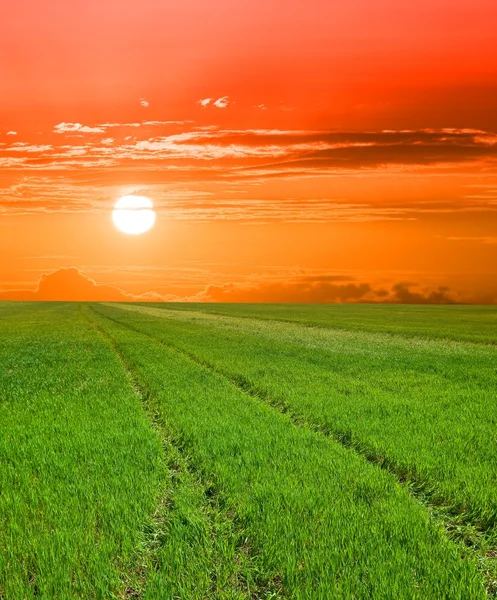 Green field at the sunset — Stock Photo, Image