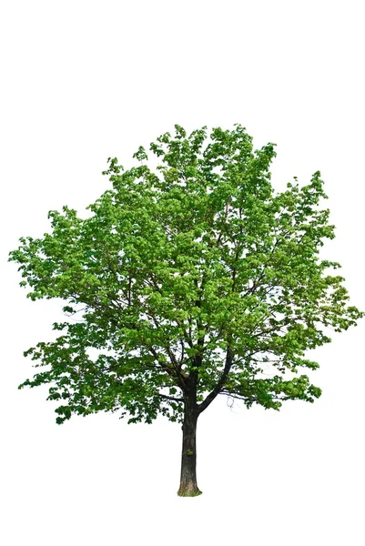 흰 배경에 고립 된 푸른 나무 — 스톡 사진