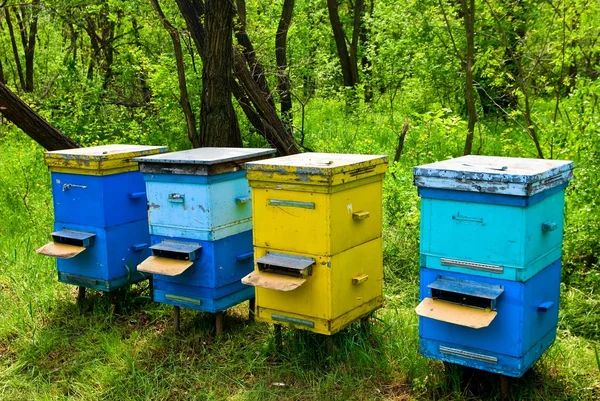 stock image Beehive in a forest