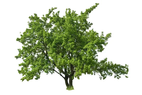 Zielone drzewo odizolowane na białym tle — Zdjęcie stockowe