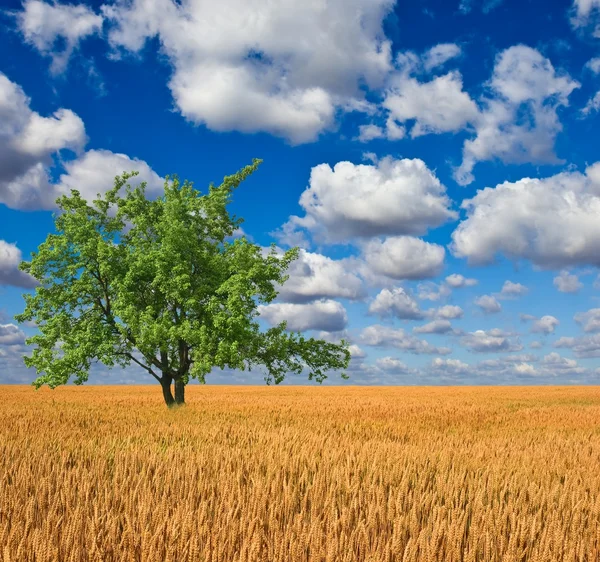 Bellissimo albero verde in un campo di grano — Foto Stock