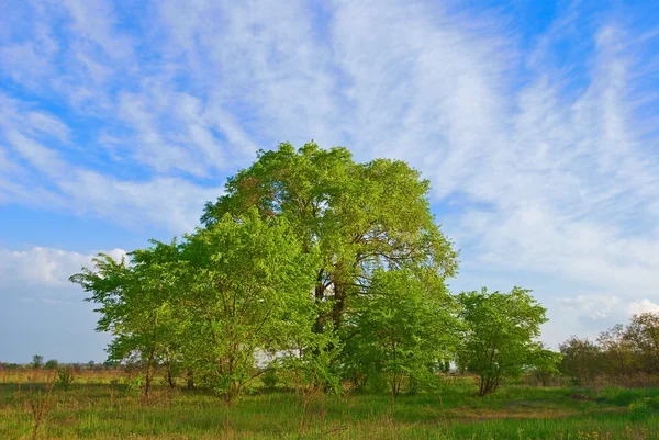 Beautiful green tree among a steppe — Stock Photo, Image