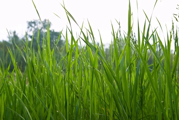 Primer plano hierba verde — Foto de Stock