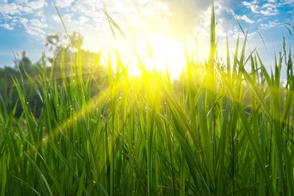 Närbild grönt gräs i en strålar morgonsolen — Stockfoto