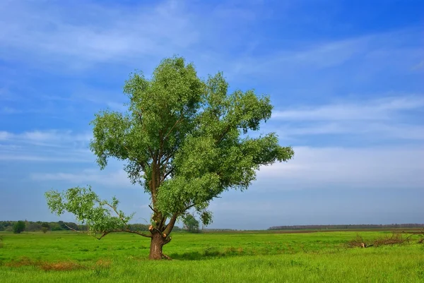 Alone tree in a steppe — Stock Photo, Image
