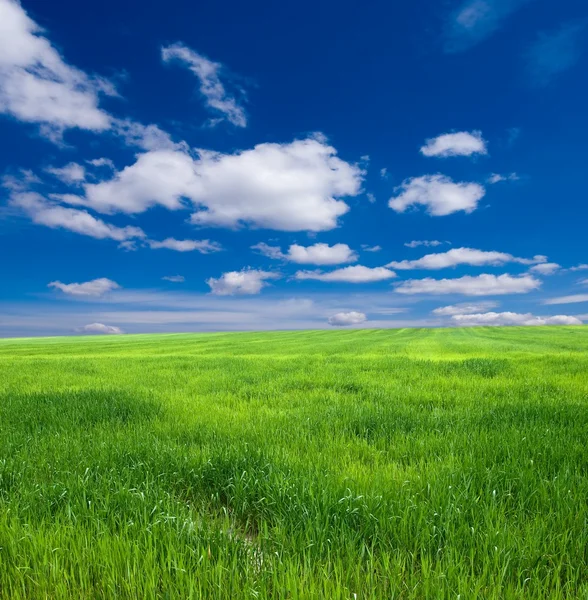 Green meadow — Stock Photo, Image