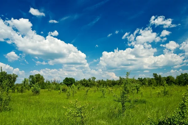 Summer plain landscape — Stock Photo, Image
