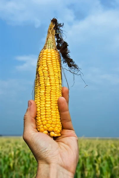 Чоловік бере голову кукурудзи — стокове фото