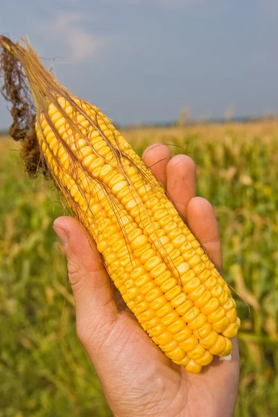 Mão tomando a espiga de milho — Fotografia de Stock