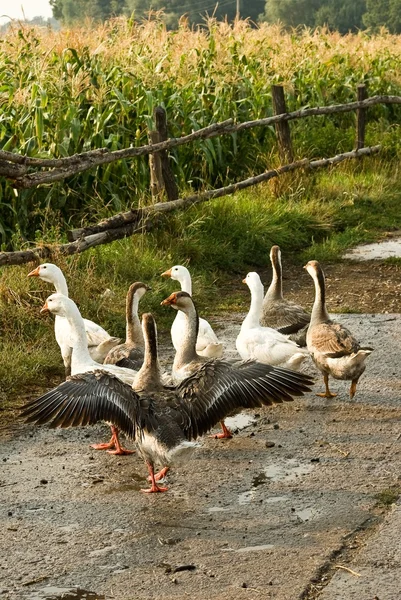 Geese in a village — Stock Photo, Image