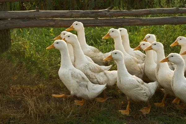 Ducks in a village — Stock Photo, Image