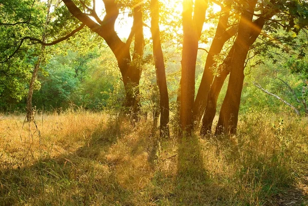 Lesní mýtině v paprscích slunce — Stock fotografie