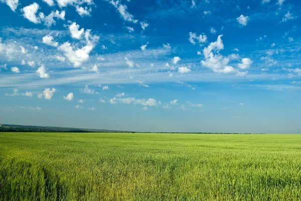 Красивая зеленая панорама поля — стоковое фото