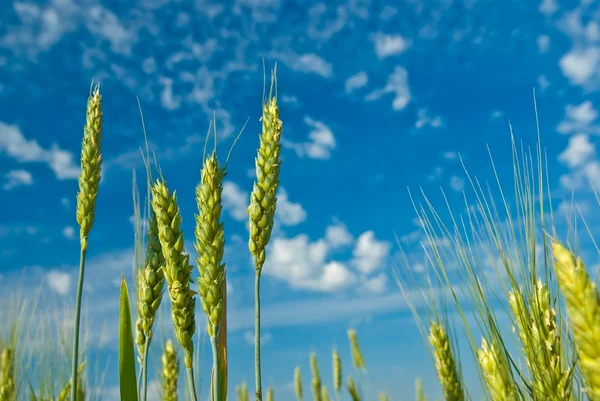 Zielone uszy pszenicy na tle błękitnego nieba — Zdjęcie stockowe