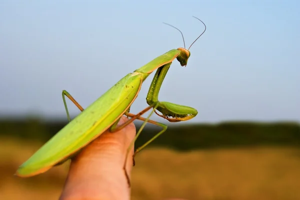Mantis sentado em um dedo — Fotografia de Stock