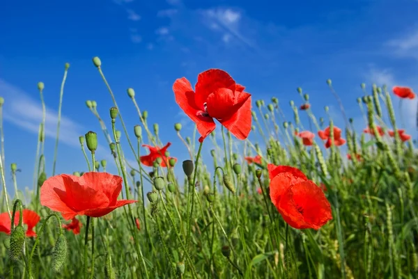 Closeup red poppy on a blue sky background — Stock Photo, Image