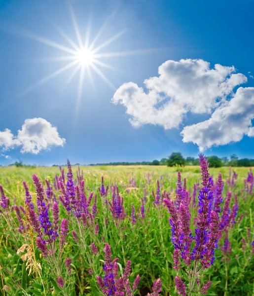 Bellissimi fiori viola sotto un sole scintillante — Foto Stock