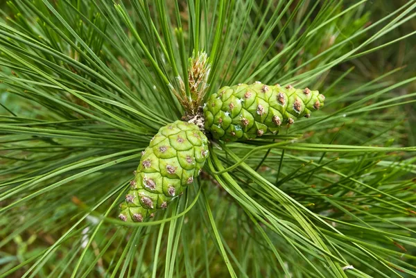 Closeup cone de pinho verde — Fotografia de Stock