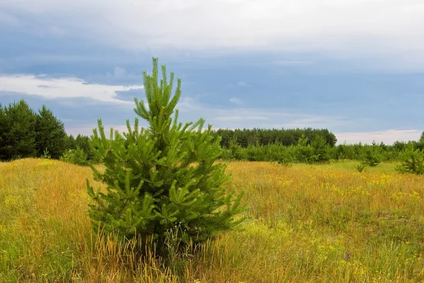 Pijnboom in een steppe — Stockfoto